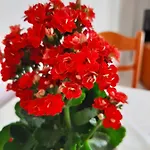 Ammousa Aparthotel 4*