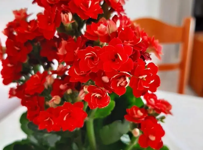 Ammousa شقة فندقية 4*
