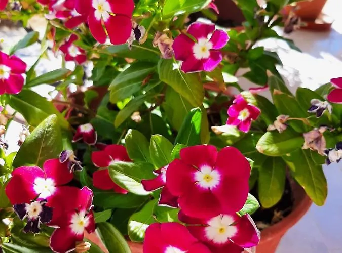 Ammousa Aparthotel 4*