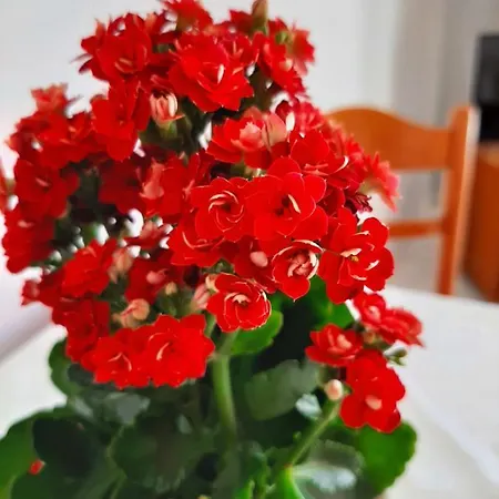 Ammousa מלון דירות 4*