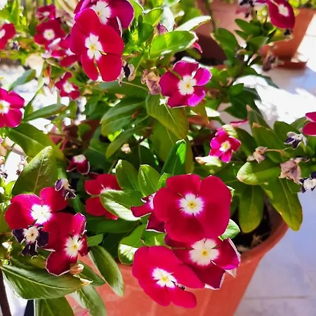 Ammousa מלון דירות 4*