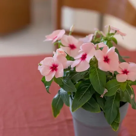 Ammousa מלון דירות ליקסורי