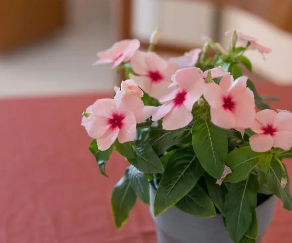 Ammousa Aparthotel Lixouri
